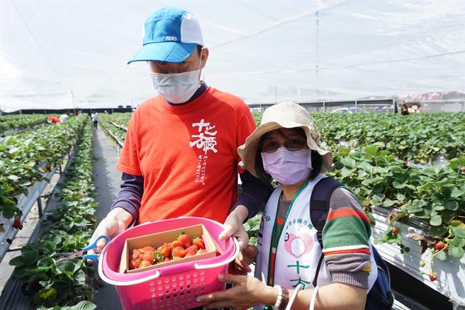 志工1對1陪同身心障礙學員開心體驗採草莓樂趣。（王文吉攝）