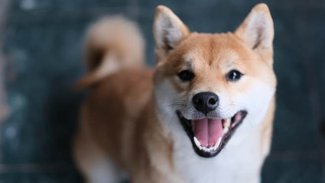 日本柴柴小麦以浮夸的震惊反应暴红。（图／shutterstock）