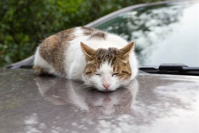 台南一名女網友日前發現車上的灰塵意外印下貓咪跌倒的痕跡。(示意圖／達志影像)