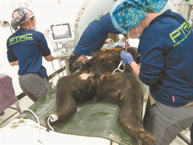去年12月1头台湾黑熊受困「山猪吊」陷阱，其中右前掌肢因伤口坏死。（台东林管处提供／蔡旻妤台东传真）