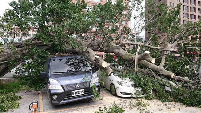台电公司20年老树木倒塌 砸毁芦洲停车场3汽车（民眾提供／戴上容新北传真）