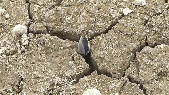 受到降雨量少影響，台東縣池上鄉的富興溼地其中原有1公頃左右、水深1米以上的湖面，如今只見乾枯的湖底和死亡的蜆殼。（資料照，蔡旻妤攝）