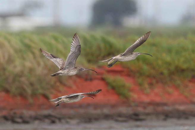 黦鷸屬於瀕危鳥種。（鳥友大喬林提供／曹婷婷台南傳真）
