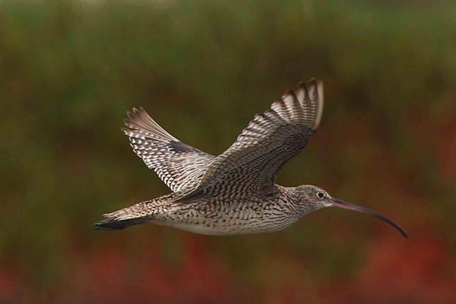 黦鷸屬於瀕危鳥種。（鳥友大喬林提供／曹婷婷台南傳真）
