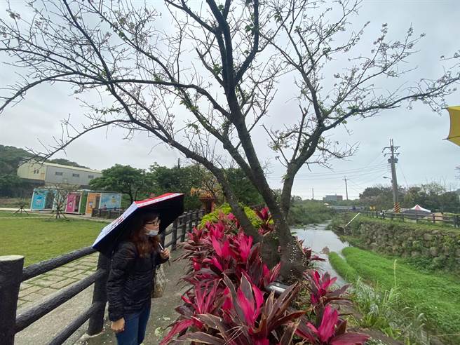 台大植物医师简立雯为「樱后」诊断（戴上容摄）