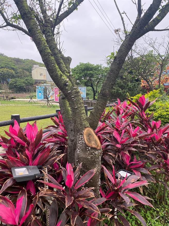 公所2月时发现「樱花门神」樱后成长状况不佳，当时已紧急砍除生病的枝枒，降低樱后染菌伤害（戴上容摄）