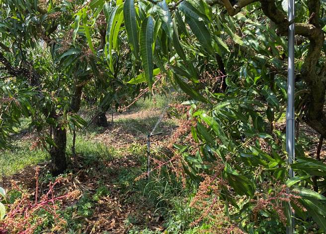 芒果果园喷灌设施。（台南农改场提供／刘秀芬台南传真）