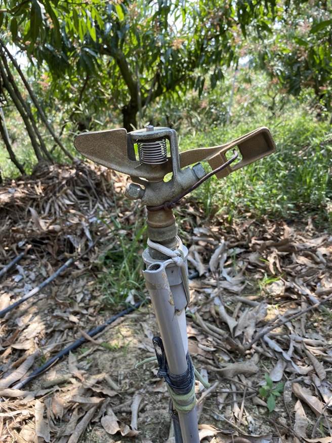 喷灌可在短时间内提供较大面积之灌溉范围。（台南农改场提供／刘秀芬台南传真）