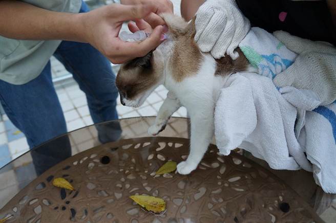 设立全台湾第一所流浪动物中途之家的流浪动物之家基金会，目前在新北贡寮的山区，收容近700只流浪狗及流浪猫。（流浪动物之家基金会提供／林良齐台北传真）