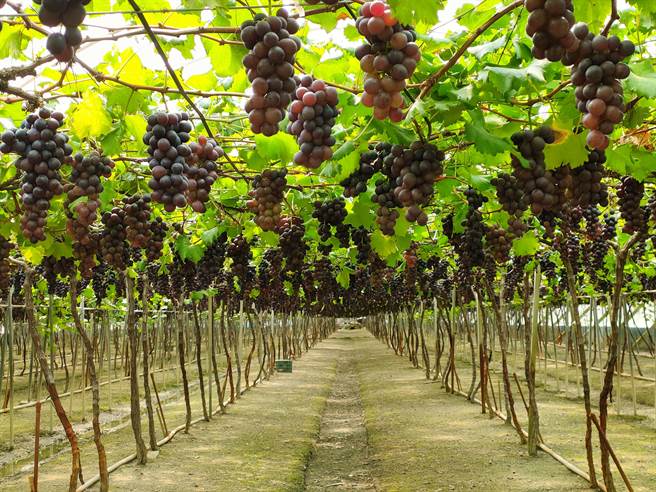 彰化县溪湖镇是全国最大巨峰葡萄产地，约有480公顷，其中中山里就有170公顷。（吴建辉摄）