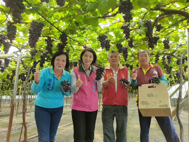 溪湖镇长杨瑞珠说，挑选葡萄要看３头４度，３头就是葩头（果穗）、粒头(果粒)、粉头(果粉)，４度就是色度 (果色)、硬度(种子)、香度(风味)及糖酸度(甜度)。（吴建辉摄）