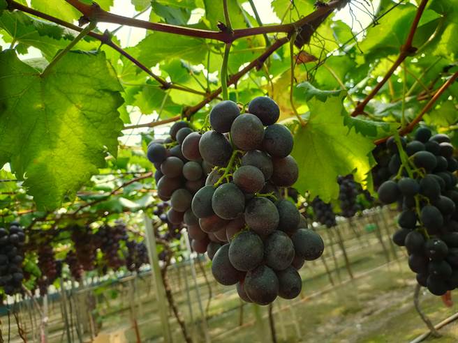 从土水师转职种葡萄的杨志谦，至今已经有30年的经验，他说溪湖早春葡萄的优势，就是随时都能吃到新鲜当季，溪湖农民都民都会错开种植时间，产期拉长到4个月，让民眾随时都能吃到新鲜葡萄。（吴建辉摄）