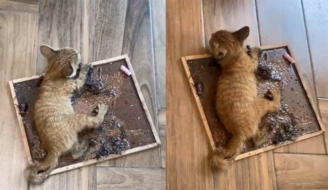 幼貓遭黏鼠板黏住 女急救援被早餐店阻止 網炸鍋揚言抵制(圖片取自/仁武人大小事)