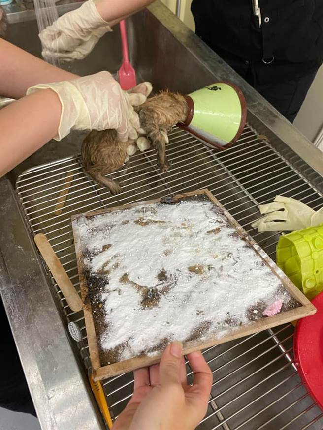 成功救出貓咪(圖片取自/仁武人大小事)