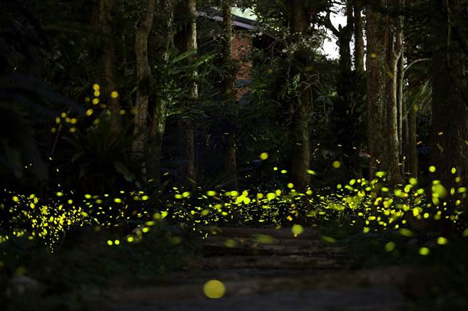今年3月由农业局辅导，位于新北市新店区湖子内路100号的新北市农会文山农场，将举办一场盛大的萤火虫季活动。（农业局提供）