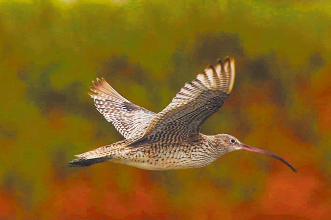 少數黦鷸會在台灣過境，屬於瀕危鳥種。（鳥友大喬林提供／曹婷婷台南傳真）