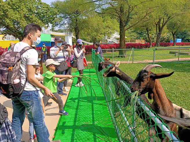 绿博「可爱动物区」可以亲自喂食羊咩咩。（胡健森摄）