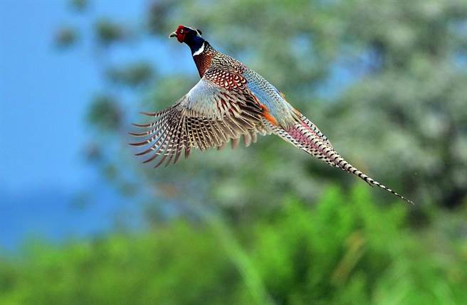 知本溼地環頸雉族群穩定，環團27日共記錄到147隻，比預期還多。（莊哲權攝）