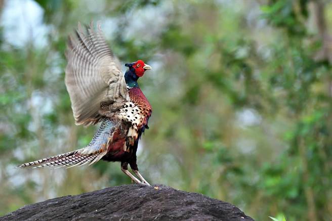 知本溼地環頸雉族群穩定，繁殖季常見雄鳥振翅鳴叫，環團呼籲縣府應重新評估綠能選址。（莊哲權攝）