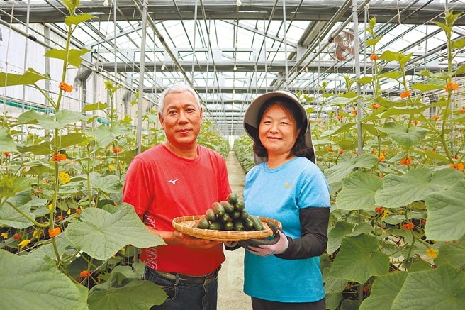 嘉义县布袋警分局退休警员蔡鸿彬（左）与太太徐曲玄（右），种的有机小黄瓜获注目。（张毓翎摄）
