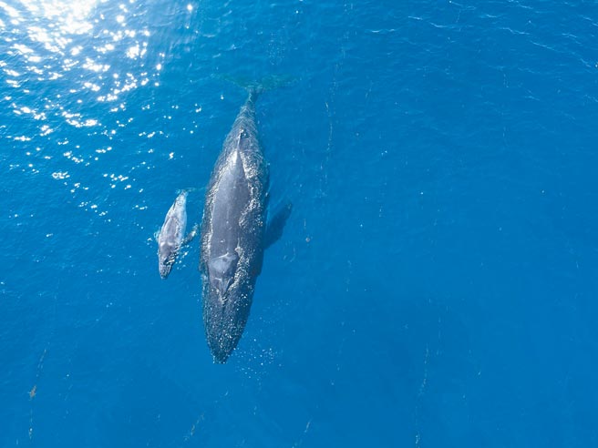 《男人与他的海》希望唤醒海岛子民对海洋的关注。（牵猴子提供）