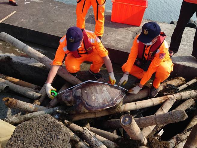 大海龟状似死亡多日，可能是死亡后或死亡前被冲上岸卡在防坡堤的消波块与竹管之间，龟体长约110公分、宽70公分。（海巡署中部分署第四岸巡队提供）