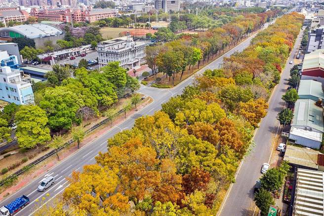 嘉义市世贤路千棵桃花心木，春天换新叶，展现秋景的浪漫。（嘉义市政府提供）