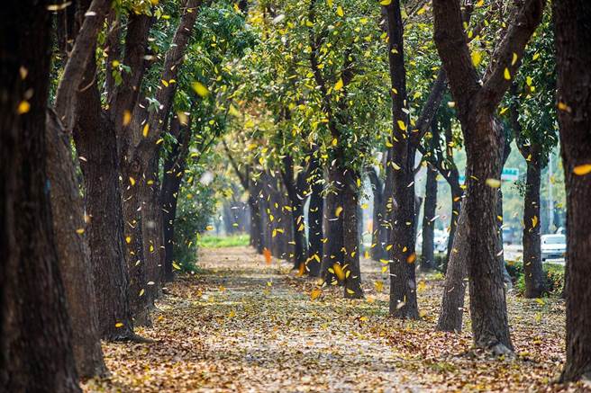 嘉义市世贤路千棵桃花心木落叶缤纷，美景当前。（嘉义市政府提供）