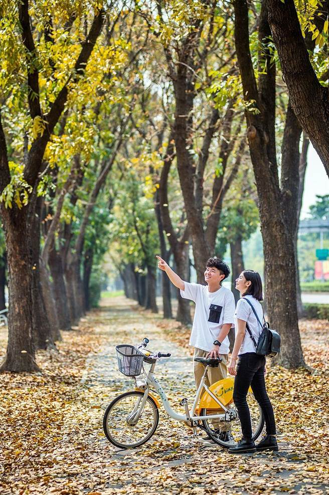 漫步在世贤路桃花心木林间，感受春暖赏秋景。（嘉义市政府提供）