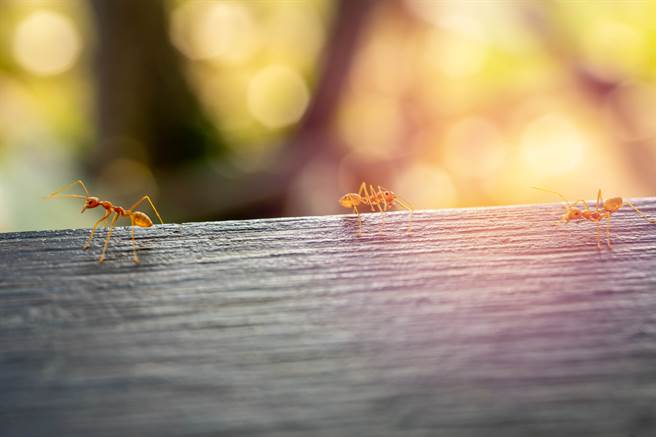 日本将与台湾共同开发新技术，利用人工智慧识别及判定现踪蚂蚁是否为红火蚁。(示意图/shutterstock)