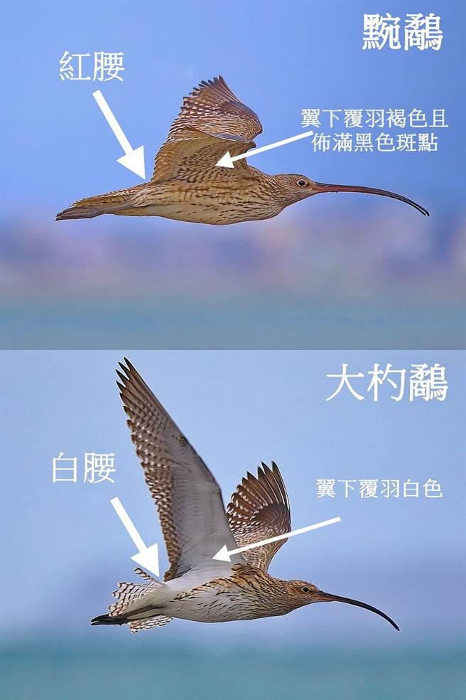 熱心的鳥友林連守在網路公布大杓鷸與黦鷸照片，提供鳥友辨識尋找。（林連守提供／程炳璋台南傳真）
