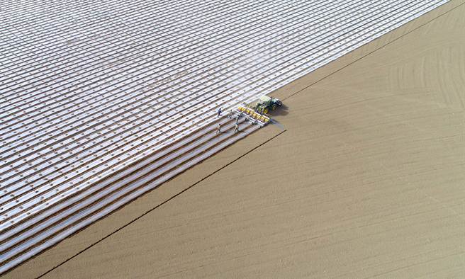 2019年，新疆一台装有卫星定位导航系统的大型播种机正在播种棉花。（图／中新社）