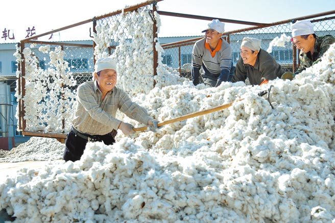 圖為工人在採收季新疆棉。（新華社）