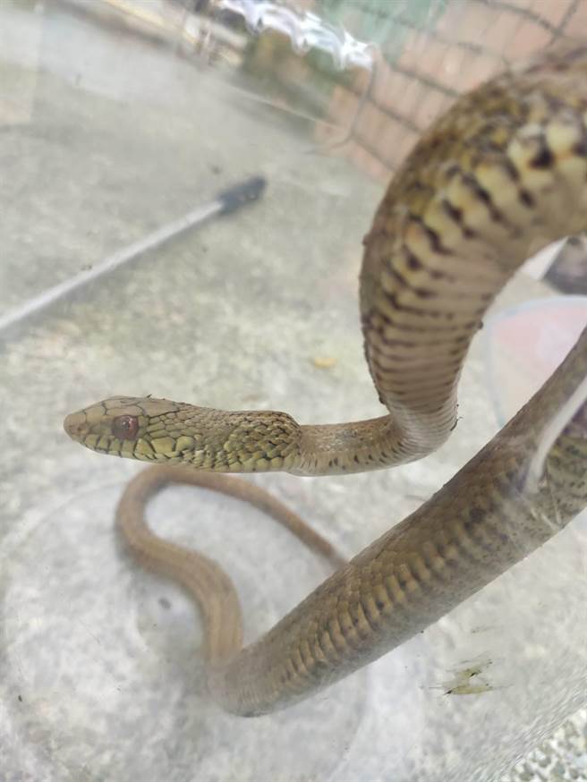 台北市仁德公园29日有臭青母出没，经眾人通力合作逮捕。（台北市中原里长罗崇华提供／张立勋台北传真）