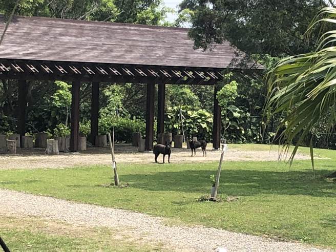 龜山苗圃斥資8000萬改善，力推成為環教園區，但3年過去仍在申請中，不但未開放還淪為野狗後花園。（蔡依珍攝）