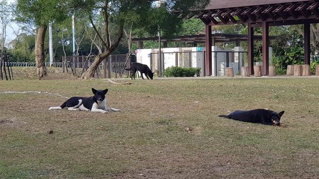 龜山苗圃斥資8000萬改善，力推成為環教園區，但3年過去仍在申請中，不但未開放還淪為野狗後花園。（牛煦庭提供／蔡依珍桃園傳真）