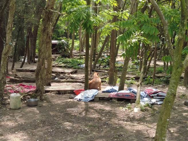 龜山苗圃斥資8000萬改善，力推成為環教園區，但3年過去仍在申請中，不但未開放還淪為野狗後花園。（牛煦庭提供／蔡依珍桃園傳真）