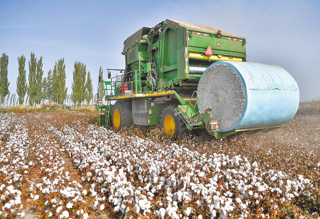 大陆强调新疆採棉作业以机械化为主，图为新疆沙雅县古勒巴格镇，2019年时大型採棉机正在进行机械化採摘。（中新社）