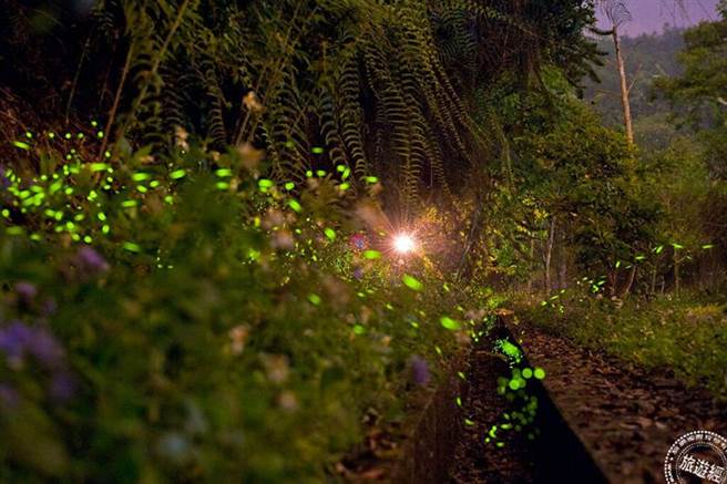 2021萤火虫季登场 南投赏萤趣。（旅游经提供）
