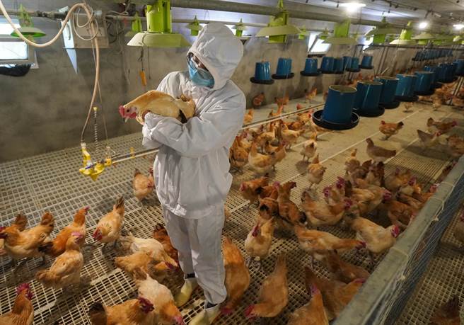 谢丞恩在农场里查看鸡的生长状况。(图／旺旺中时文化传媒提供)