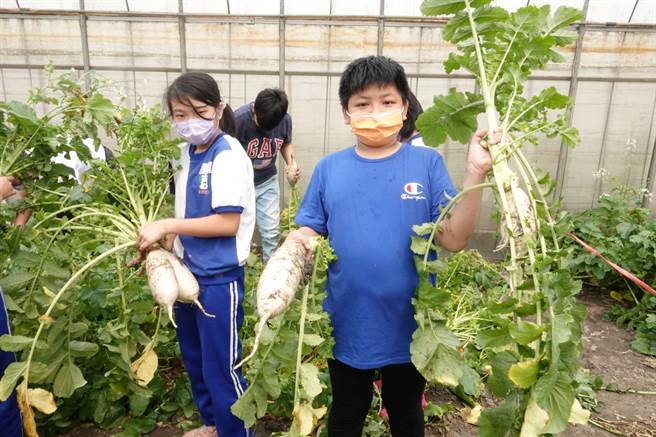 莺歌心希望农场转型为新北首处食农教育示范基地，建立农事体验模板让各地农场观摩，并推出「四季食农」系列特色主题体验，提供中小学生食农体验服务，今邀请莺歌永吉国小学生到场体验拔萝卜。（新北市农业局提供）