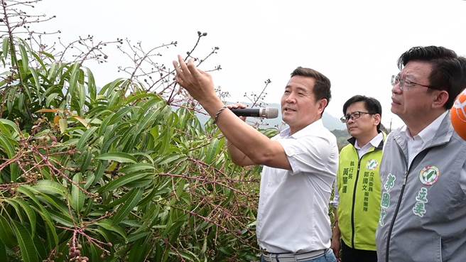 继屏东芒果后，台南山区芒果也传出灾情，结果期的果实出现发黑、畸形及无子空包弹等异常状况，恐影响产量及外销，立委郭国文30日邀集相关单位到南化区的果园现勘，希望能找出原因。（郭国文立委服务处提供／庄曜聪台南传真）