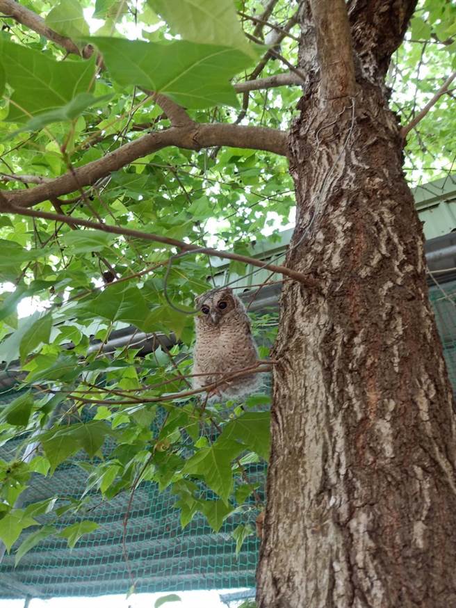 嘉义县民雄乡秀林国小因附近生态丰富，吸引领角鸮前来栖息约2个月。（秀林国小提供／张亦惠嘉县传真）