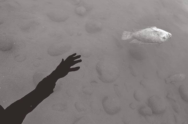 浮生。（蘇紹連攝）