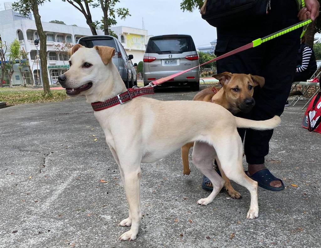 晶片寵登立大功走失米克斯犬找到溫暖的家 寶島 中時