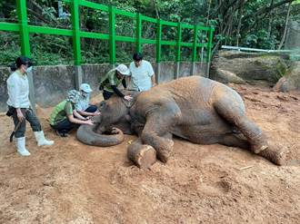 亞洲象「友愷」身體不適 北市動物園盼大家齊集氣