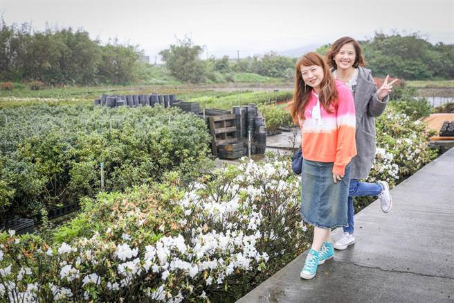 万金地区杜鹃盛开，正适合连假旅游。（新北市农业局提供）