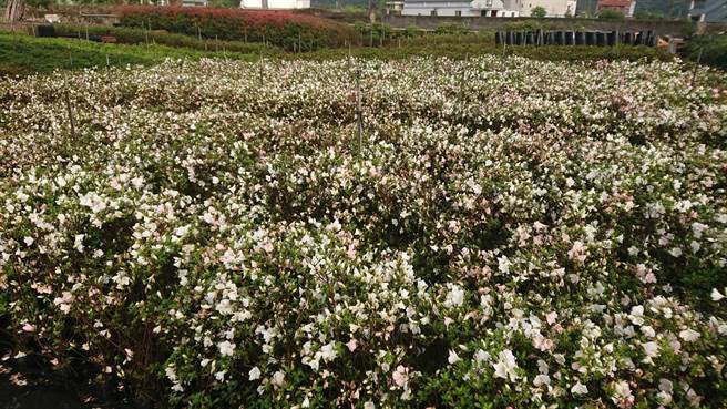 万金地区杜鹃盛开，正适合连假旅游。（新北市农业局提供）