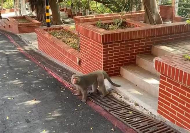 近年來外送平台點餐系統深受年輕族群歡迎，但卻有外送員將餐點送至高雄某國立大學時，卻看見1名女大生竟拿著BB槍前來取餐，原來女大生「持槍」取餐是為了防猴。（洪浩軒攝）