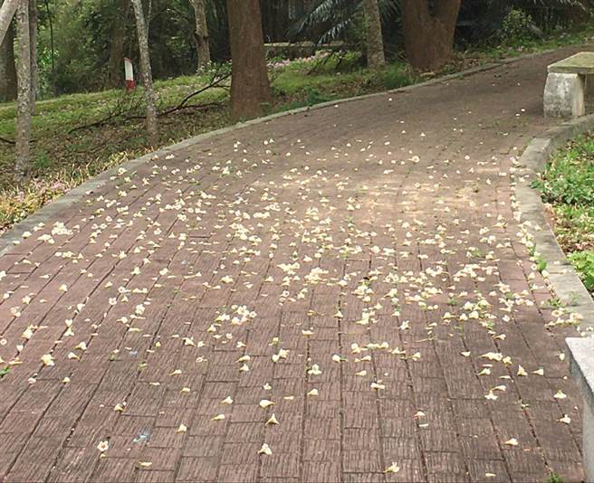 客家大院桐花季浪漫起跑 賞桐、祈福一次到位。